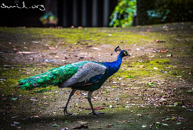 2090 Pavo Peacock Peafowl, Chiang Rai, Thailand Påfågel