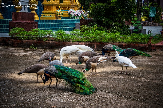 2090 Pavo Peafowl, Chiang Rai, Thailand Påfågel