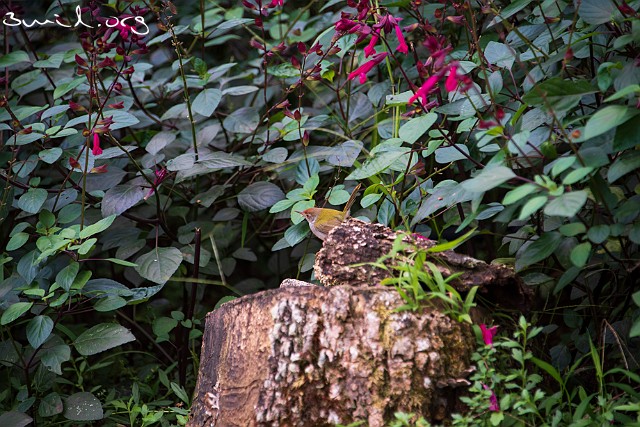1344 Passerine Common Tailorbird, Thailand Långstjärtad Skräddarfågel, Chiang Rai
