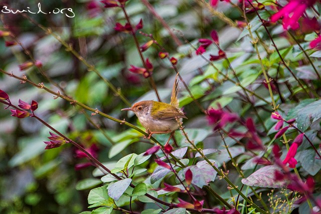 1344 Passerine Common Tailorbird, Thailand Långstjärtad Skräddarfågel, Chiang Rai