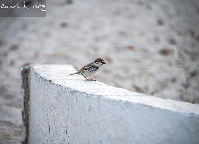 1490 Passerine Spanish Sparrow , ♂,Port El Kantaoui, Tunisia