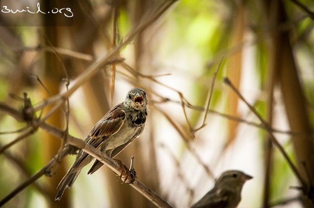 1486 Passerine Sparrow, Abu Dhabi, UAE Sparv