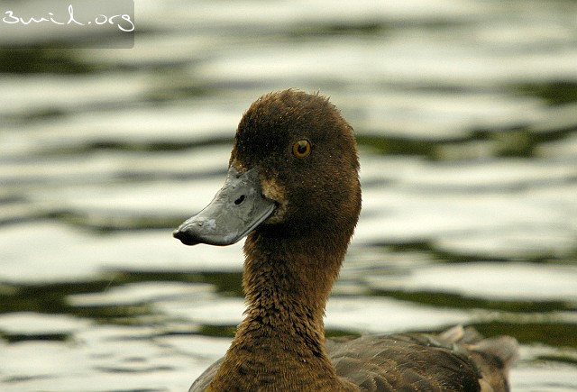 4120 Duck Tufted Duck, Vigg, ♀, London, UK