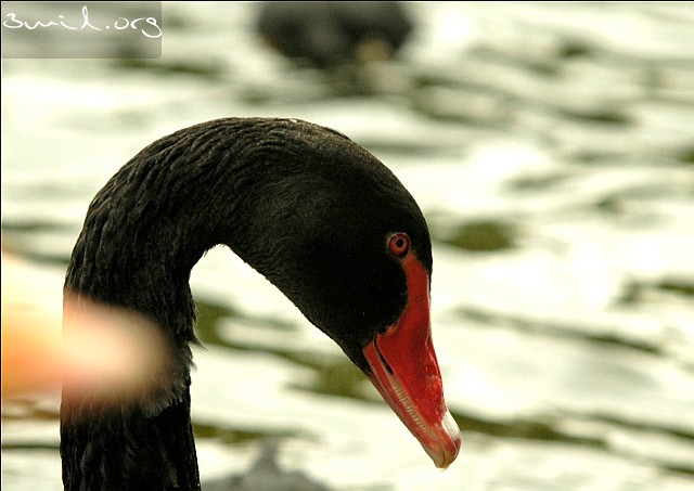 4222 Duck Black Swan, London, UK St James's Park, Westminster