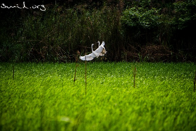3210 Heron Little Egret, Ninh Binh, Vietnam Silkeshäger