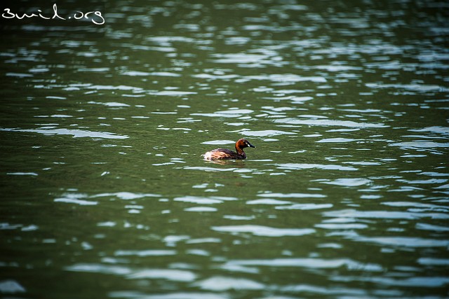 4010 Duck Little Grebe, Vietnam Smådopping, Tam Cốc