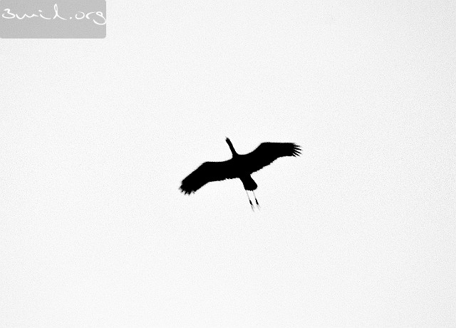 3236 Heron Asian Openbill Stork, Asiatisk Gapnäbbsstork, Tam Coc, Vietnam