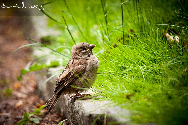 1485 Passerine House Sparrow, chick, Sweden Gråsparv