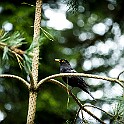 Common Blackbird, Gothenburg, Sweden Koltrast,♂
