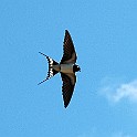 Barn Swallow, Alingsås, Sweden Ladusvala