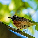 Arch-Bird20200601-165717XCF.jpg