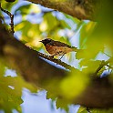 Arch-Bird20200601-165718XF.jpg