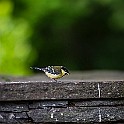 Bird-Anggarden-Flower20220708-193028XCF.jpg