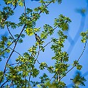 Wood warbler, Sweden Grönsångare, Hisingen