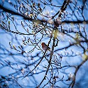 Bird-Liam-Hokalla20200503-162620XF.jpg