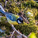 Bird-Liam-Hokalla20200503-163416XCF.jpg