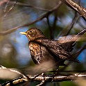 Common Blackbird ♀, Sweden Koltrast, Hisingen, Hökälla