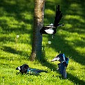 Eurasian Magpie, Gothenburg, Sweden Skator, Backa, Hisingen