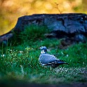 Common Wood Pigeon, Sweden Ringduva, Hökälla, Hisingen