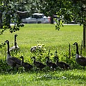 Canada Geese, Gothenburg, Sweden Kanadagäss