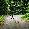 Canada Geese, Route 190, Sweden Kanadagäss i Brobacka naturreservat