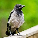 Hooded Crow, Juvenile, Sweden Gråkråka, Gräfsnäs