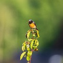 Bird-Soly-Bloom20210613-191905XCEF.jpg