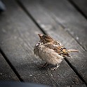 House Sparrow, Gothenburg, Sweden Gråsparv