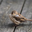 House Sparrow, Gothenburg, Sweden Gråsparv