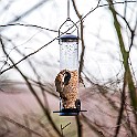 Eurasian Tree Sparrow Pilfink, nominatformen Högsbotorp, Sweden