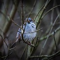 Eurasian Tree Sparrow, Sweden Pilfink, Marklandsg, Göteborg
