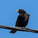 Common Blackbird, Gothenburg, Sweden Koltrast ♂, Marholmen