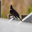 Common Blackbird, Gothenburg, Sweden Koltrast ♀, Marholmen