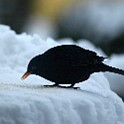 Common Blackbird, Gothenburg, Sweden Koltrast ♂