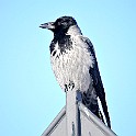 Hooded Crow, Gothenburg, Sweden Gråkråka