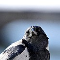 Hooded Crow, Gothenburg, Sweden Gråkråka