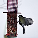 Birds-Fridhem20100223-131034.JPG