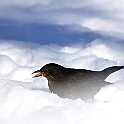 Common Blackbird, Gothenburg, Sweden Koltrast ♀