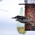 Birds-Fridhem20100223-132432_01.JPG
