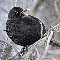 Birds-Fridhem20100223-144656X.jpg