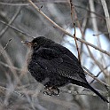 Common Blackbird, Gothenburg, Sweden Koltrast ♀