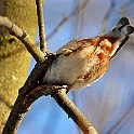 Birds-Fridhem20100223-153148.JPG