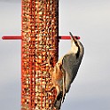 Birds-Fridhem20100223-153526.JPG