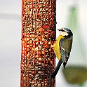 Birds-Fridhem20100223-155020.JPG