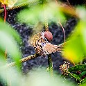 Eurasian Tree Sparrow, Sweden Pilfink, Botaniskaträdgården, Göteborg