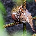 Eurasian Tree Sparrow, Sweden Pilfink, Botaniskaträdgården, Göteborg