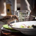 House Sparrow, Sweden Gråsparv