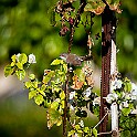 Sardinian Warbler, Egypt Sammetshätta, Red Sea