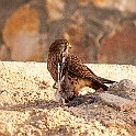 Common Kestrel, Red Sea, Egypt Tornfalk