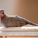 Laughing Dove, Egypt Palmduva